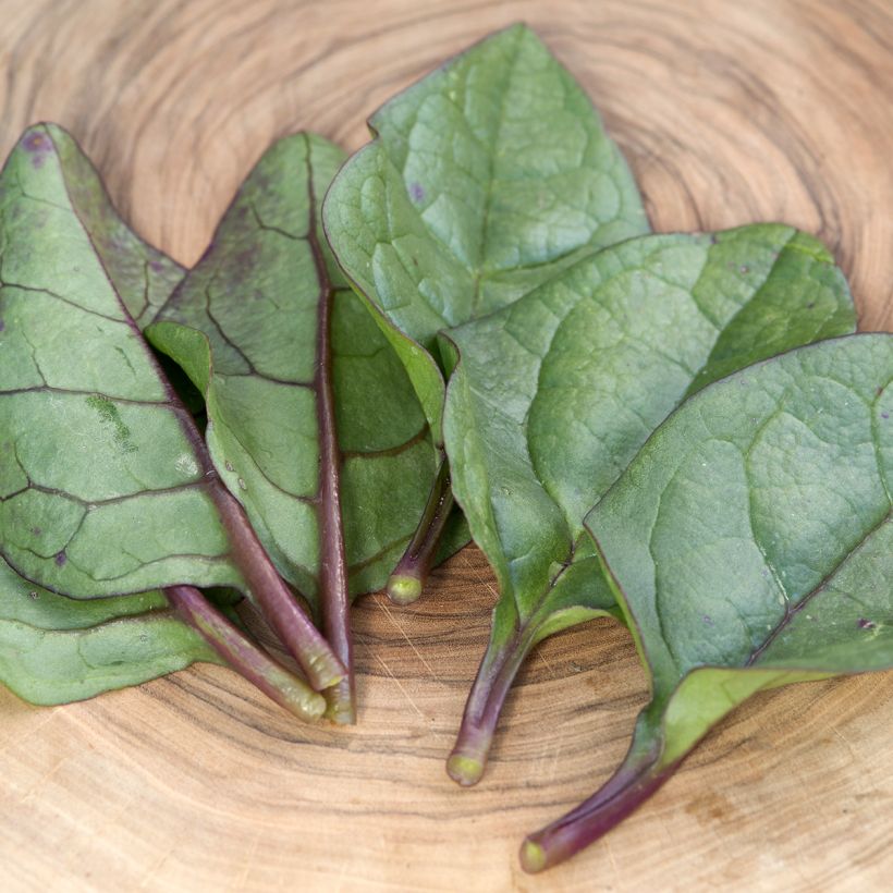 Basella alba Select Red (Foliage)