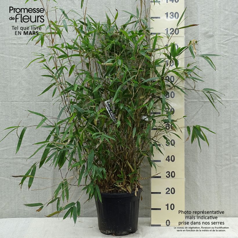 Bashania fargesii 7.5L/10L pot sample as delivered in spring