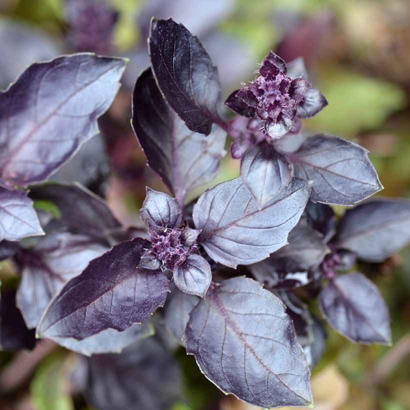 Basil Dark Opal - Ocimum basilicum Purpurascens (Foliage)