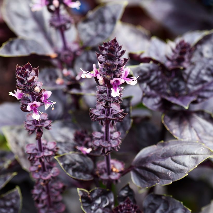Basil Dark Opal - Ocimum basilicum Purpurascens (Flowering)