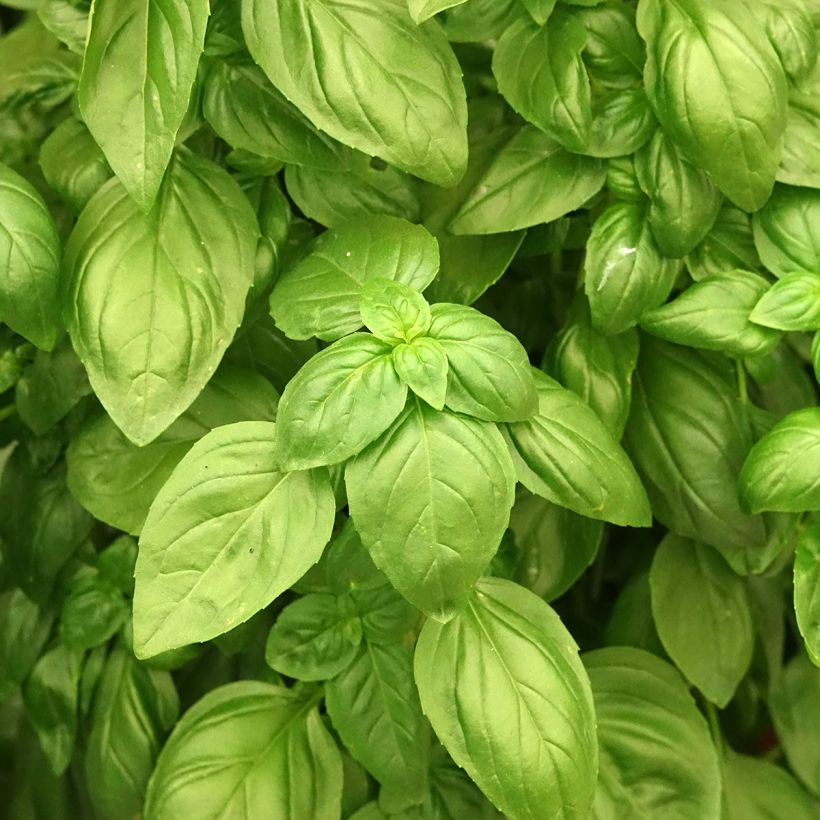 Basil Everleaf® Emerald Towers - Ocimum basilicum (Foliage)