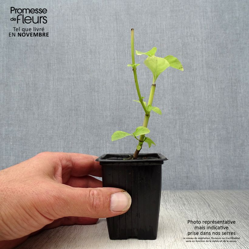 Ocimum fragrantissimum Selloi 8/9 cm pot sample as delivered in autumn