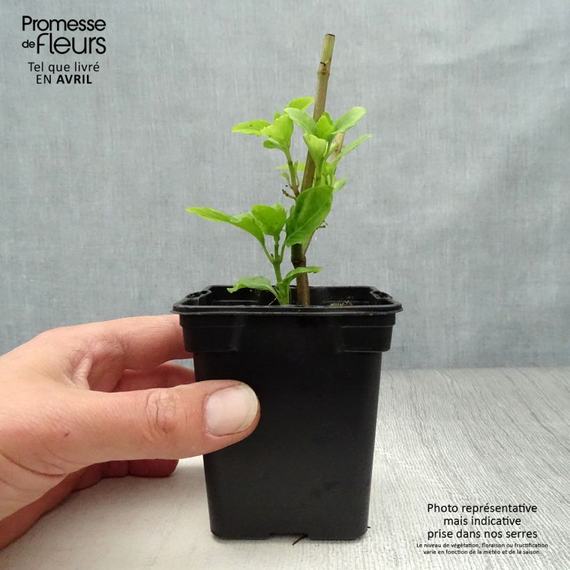 Ocimum fragrantissimum Selloi 8/9 cm pot sample as delivered in spring