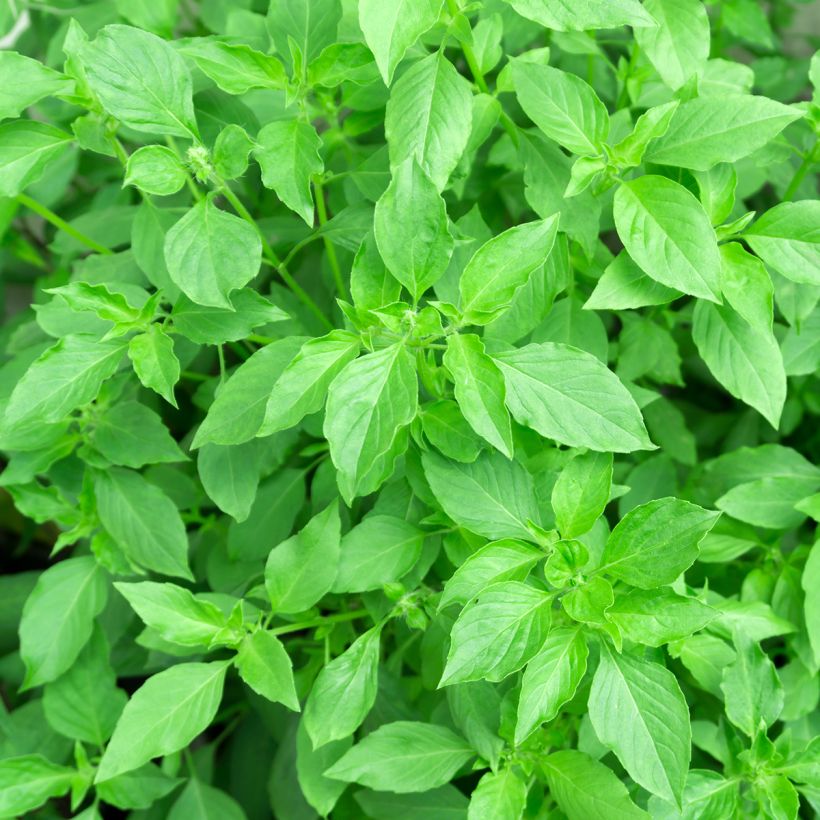 Lemon basil organic seeds - Lemon basilOcimum x citriodorum (Foliage)