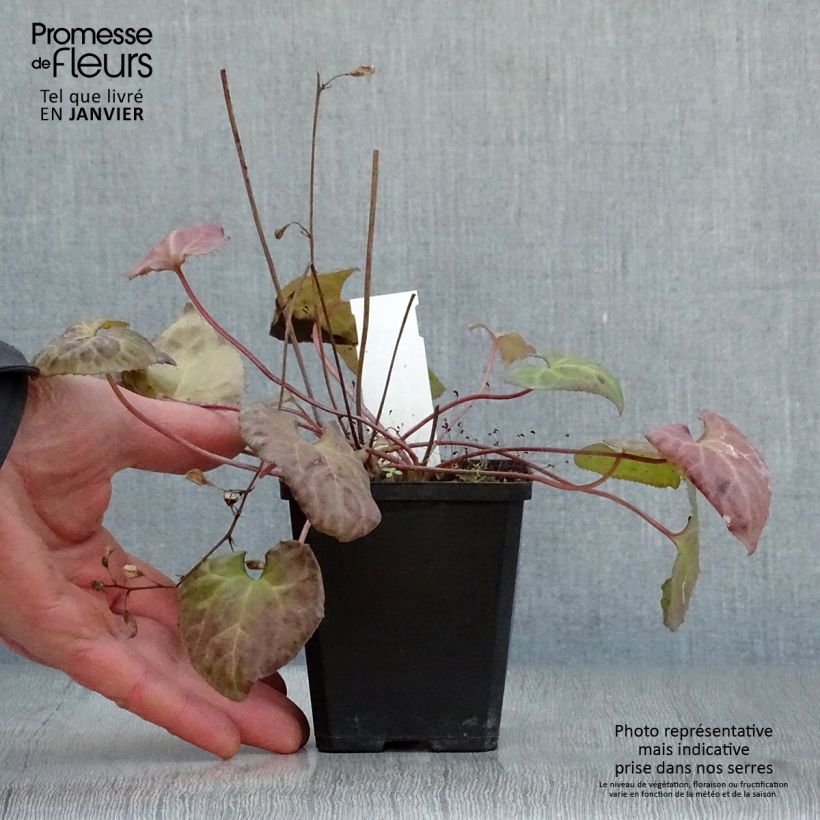 Beesia calthifolia 8/9 cm pot sample as delivered in winter