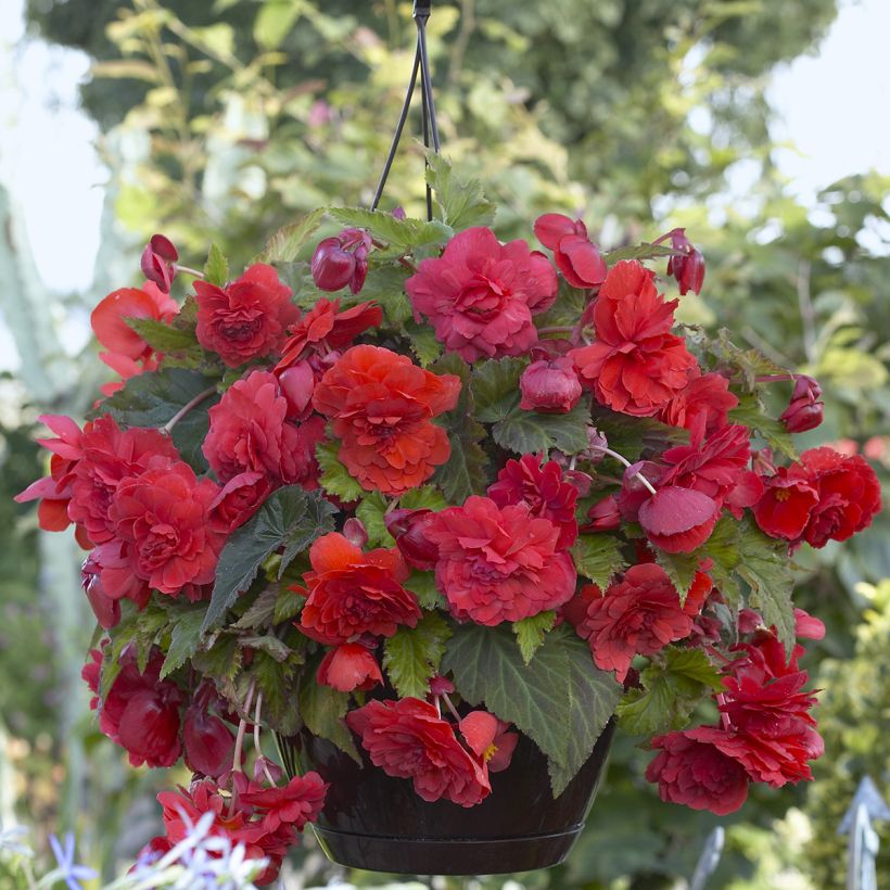 Trailing begonia Red Glory - Begonia odorata (Flowering)