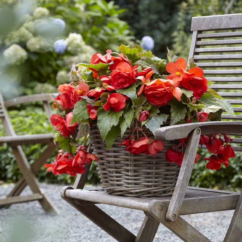 Trailing begonia Red Glory - Begonia odorata (Plant habit)