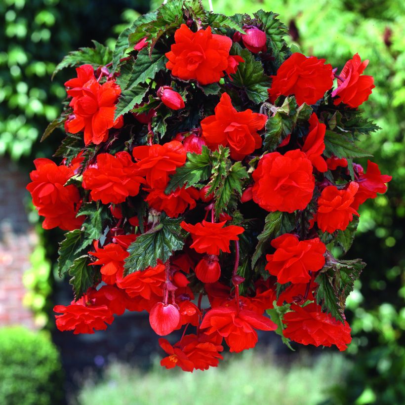 Trailing begonia Scarlet Cascade - Begonia pendula (Flowering)