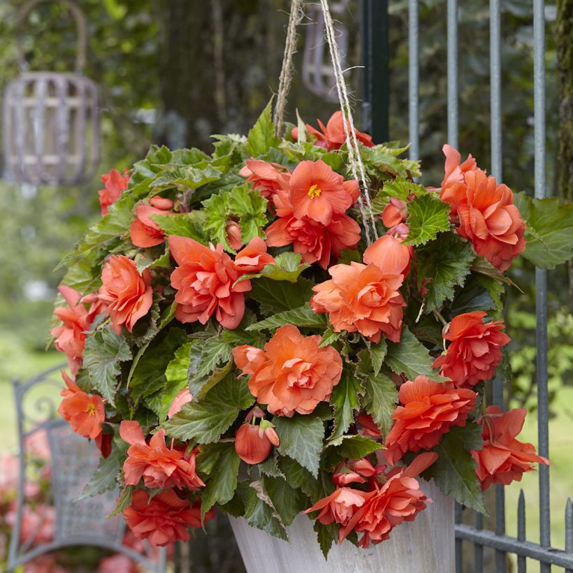 Trailing begonia Cascade Salmon - Begonia Pendula (Plant habit)