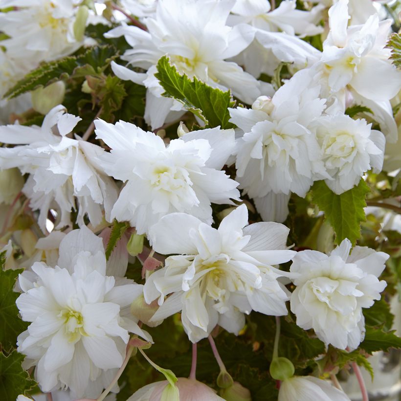 Trailing begonia White Cascade - Begonia pendula  (Flowering)
