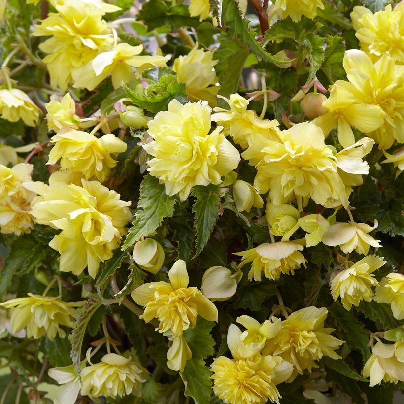 Trailing begonia Cascade Yellow - Begonia pendula  (Flowering)
