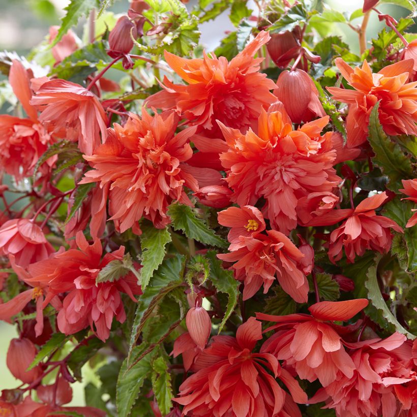Trailing begonia Salmon - Begonia pendula  (Flowering)