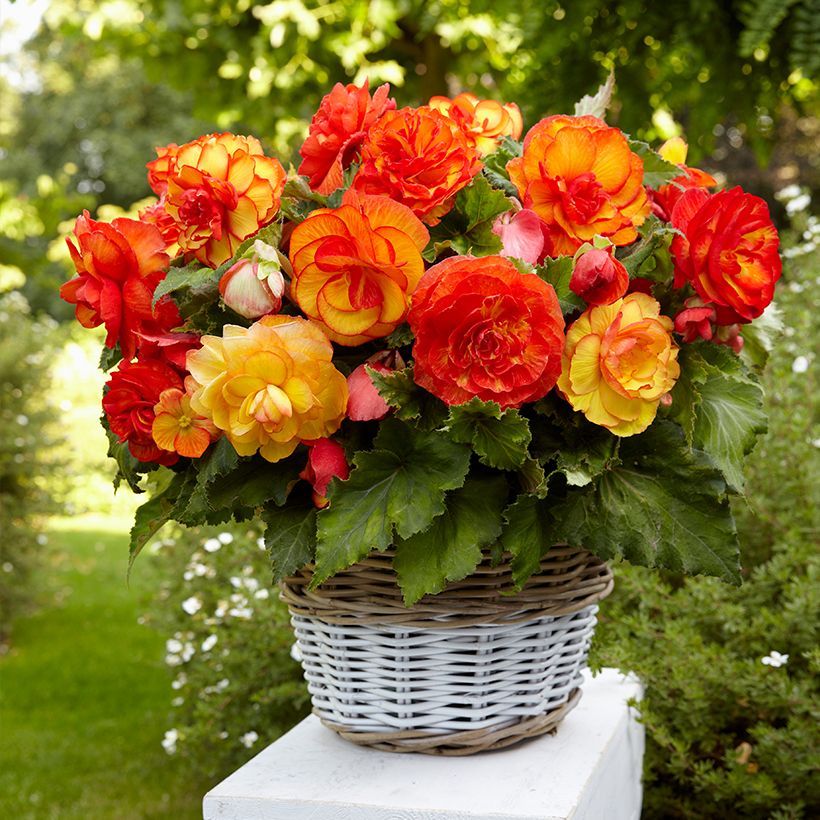 Begonia × tuberhybrida Sangria - Tuberous picotee begonia (Plant habit)