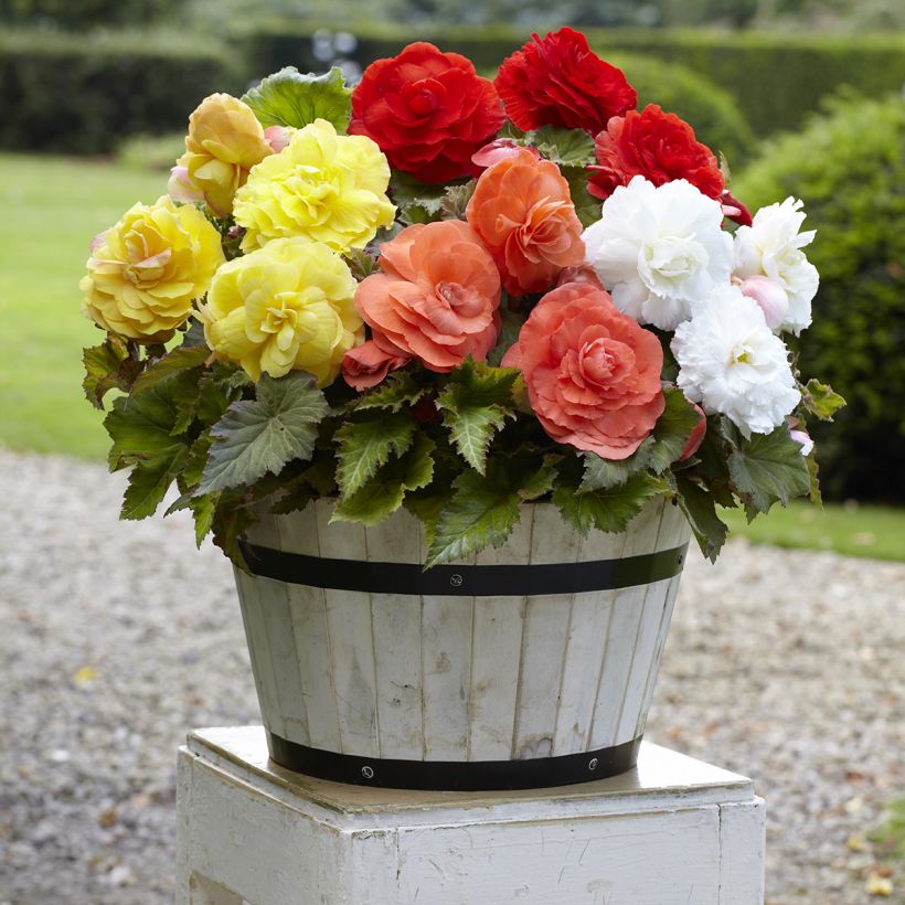 Begonia × tuberhybrida mix of 5 colours - yellow, red, white, salmon, pink tuberous begonias Superba (Plant habit)