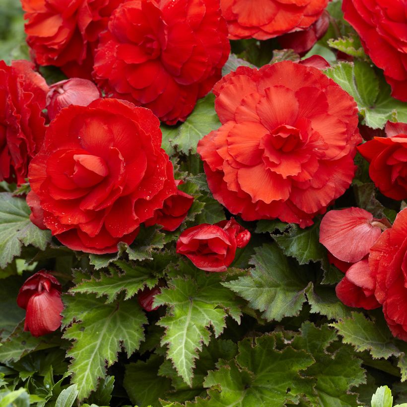 Begonia × tuberhybrida Red - Large-flowered tuberous begonia (Flowering)