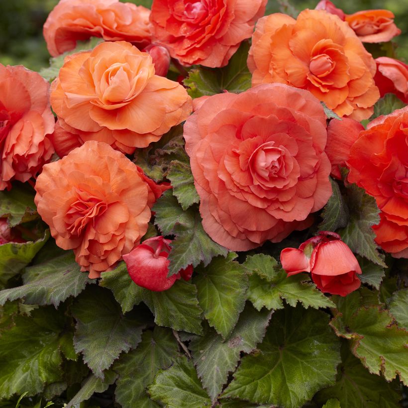 Begonia Superba Salmon - Large-flowered tuberous begonia (Flowering)