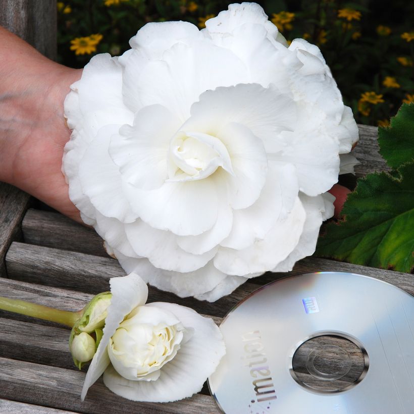 Double Begonia Superba White - Begonia × tuberhybrida (Flowering)