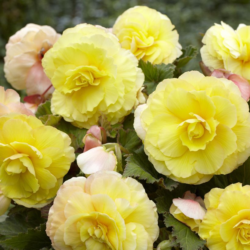 Begonia × tuberhybrida Superba Yellow - Tuberous begonia (Flowering)