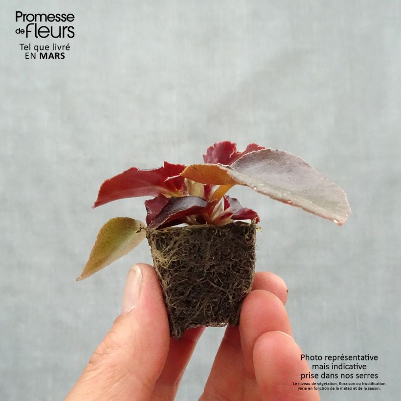 Begonia Viking Bronze Red Plug plant 3/4cm sample as delivered in spring