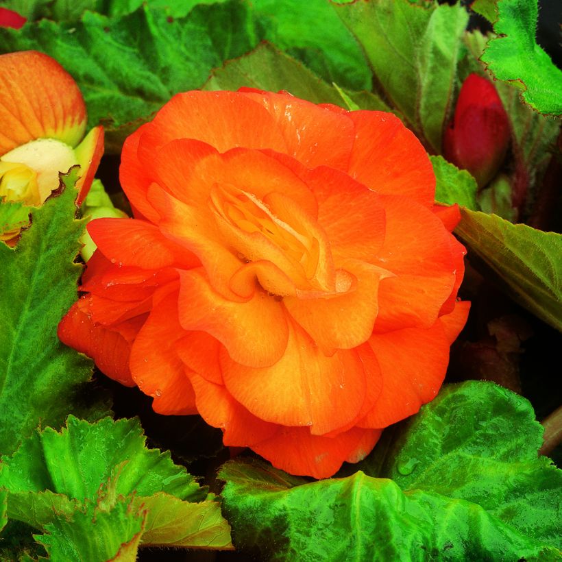 Begonia × tuberhybrida  Copper - Double grandiflora orange begonia (Flowering)