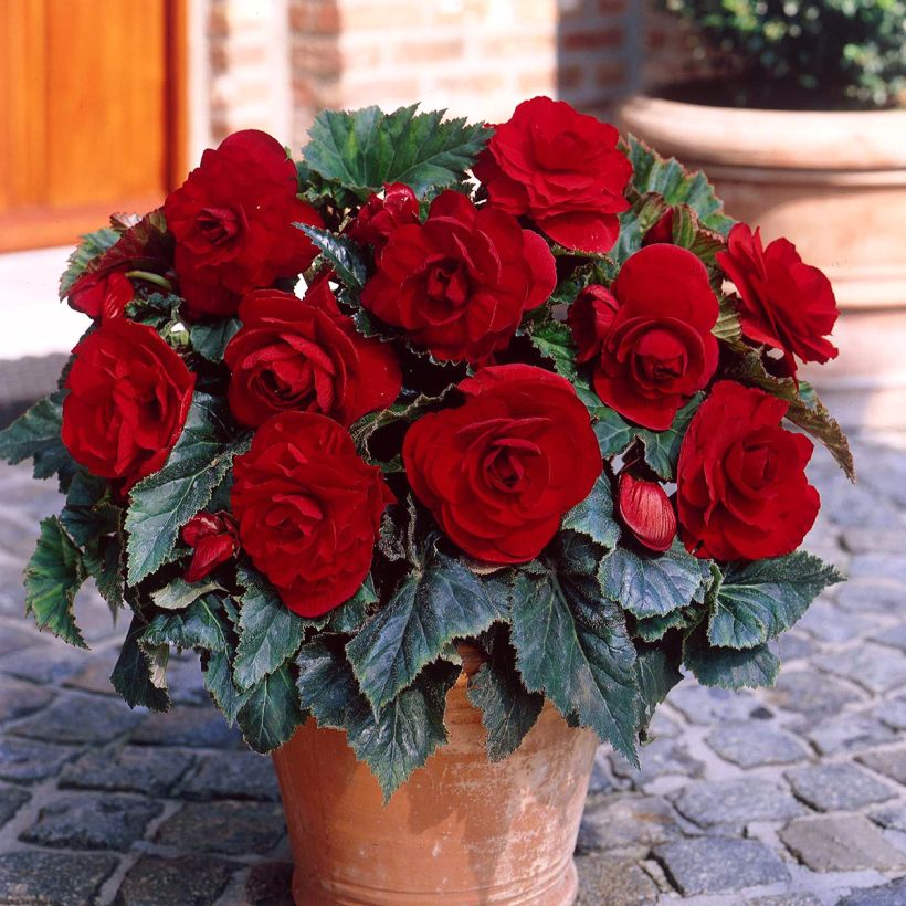 Begonia Grandiflora Dark red - Double tuberous begonia (Plant habit)