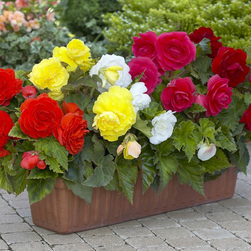 Begonia Grandiflora 8 colour mix - Large-flowered tuberous begonia mix (Plant habit)