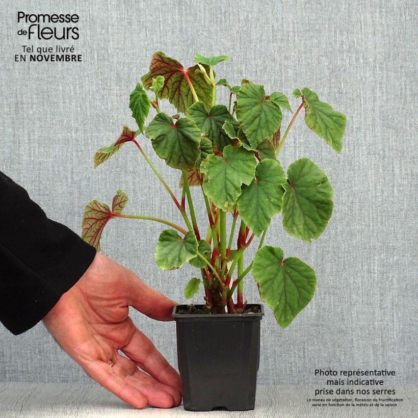 Begonia grandis subsp. evansiana 8/9 cm pot sample as delivered in autumn
