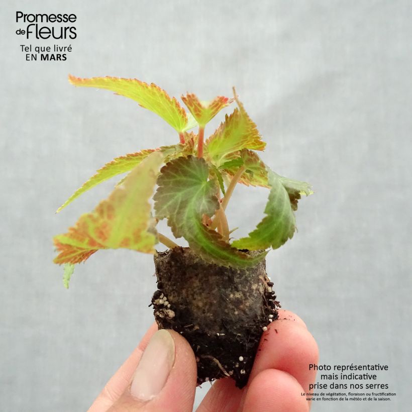 Begonia Belleconia Citrus Plug plant 3/4cm sample as delivered in spring