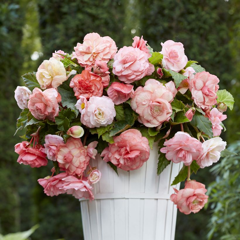 Trailing begonia Splendide Flamenca - Begonia × tuberhybrida (Plant habit)