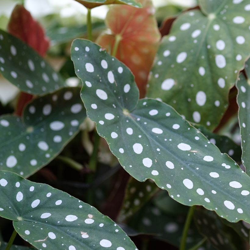 Begonia maculata Silverspot - Polka dot begonia (Foliage)