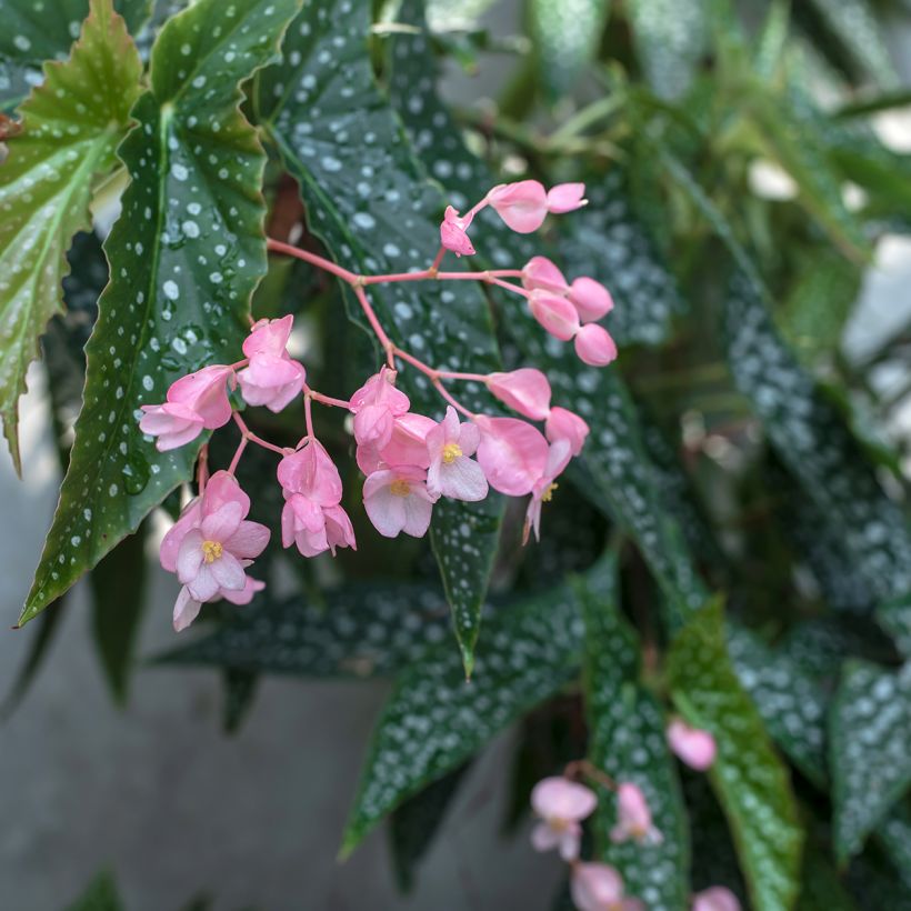 Begonia maculata Silverspot - Polka dot begonia (Flowering)