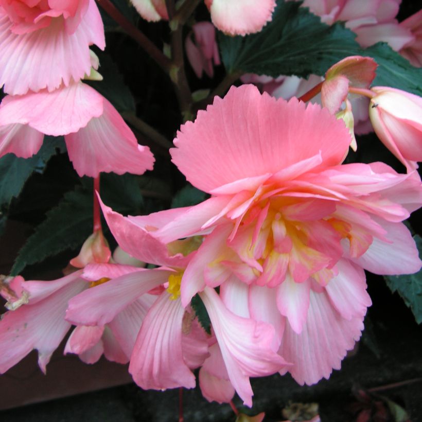 Begonia Chanson Pink and White Bicolor seeds (Flowering)