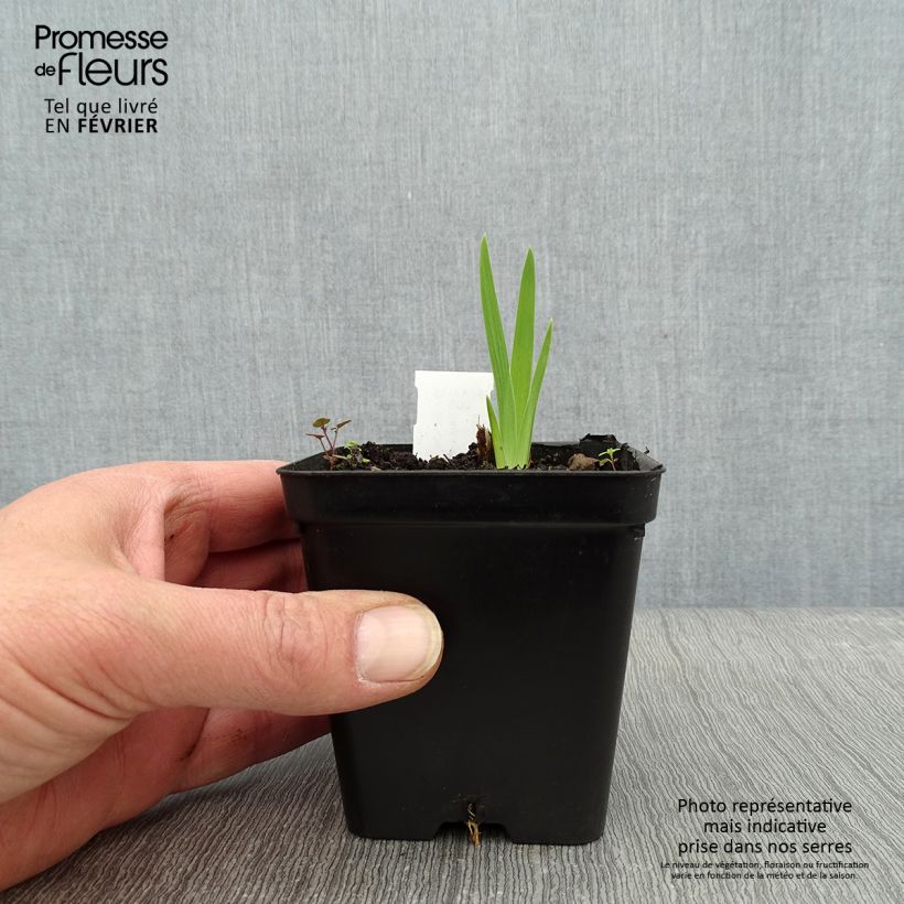 Belamcanda chinensis Hello Yellow 8/9 cm pot sample as delivered in winter