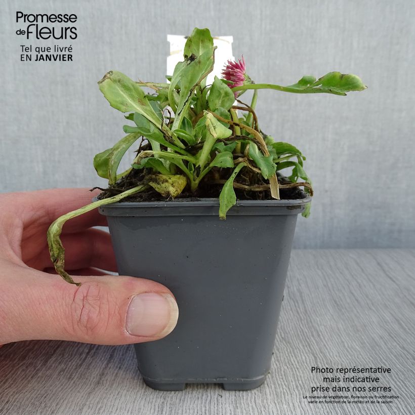 Bellis perennis Roode - Common Daisy 8/9 cm pot sample as delivered in winter