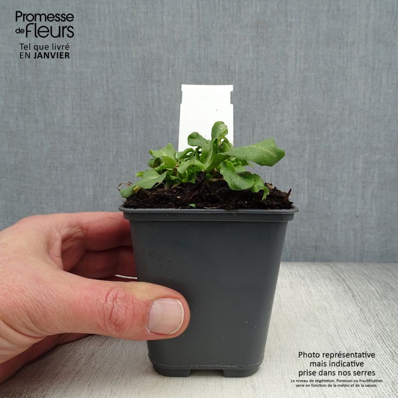 Belis perennis Roze - Daisy 7/8 cm pot sample as delivered in winter