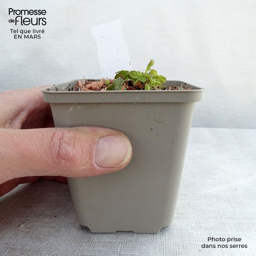 Geum Alabama Slammer 8/9 cm pot sample as delivered in spring