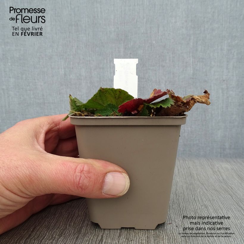 Geum chiloense Sigiswang 8/9 cm pot sample as delivered in winter