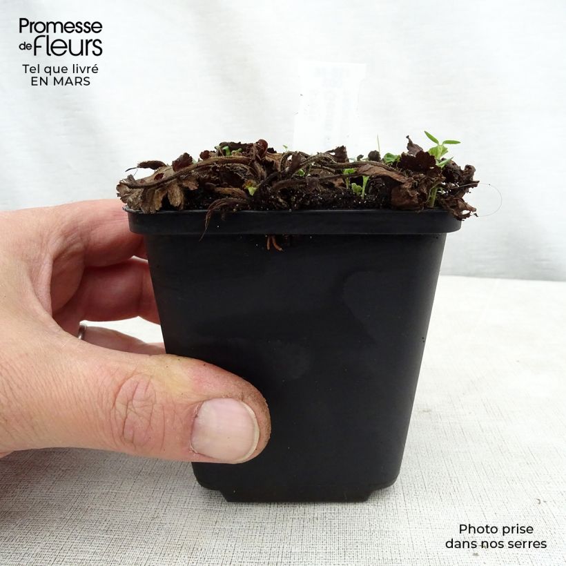 Geum rivale Album 8/9 cm pot sample as delivered in spring