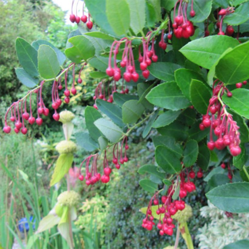 Berberidopsis corallina  (Flowering)