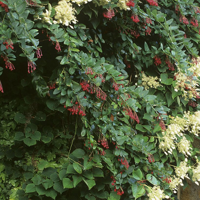 Berberidopsis corallina  (Plant habit)