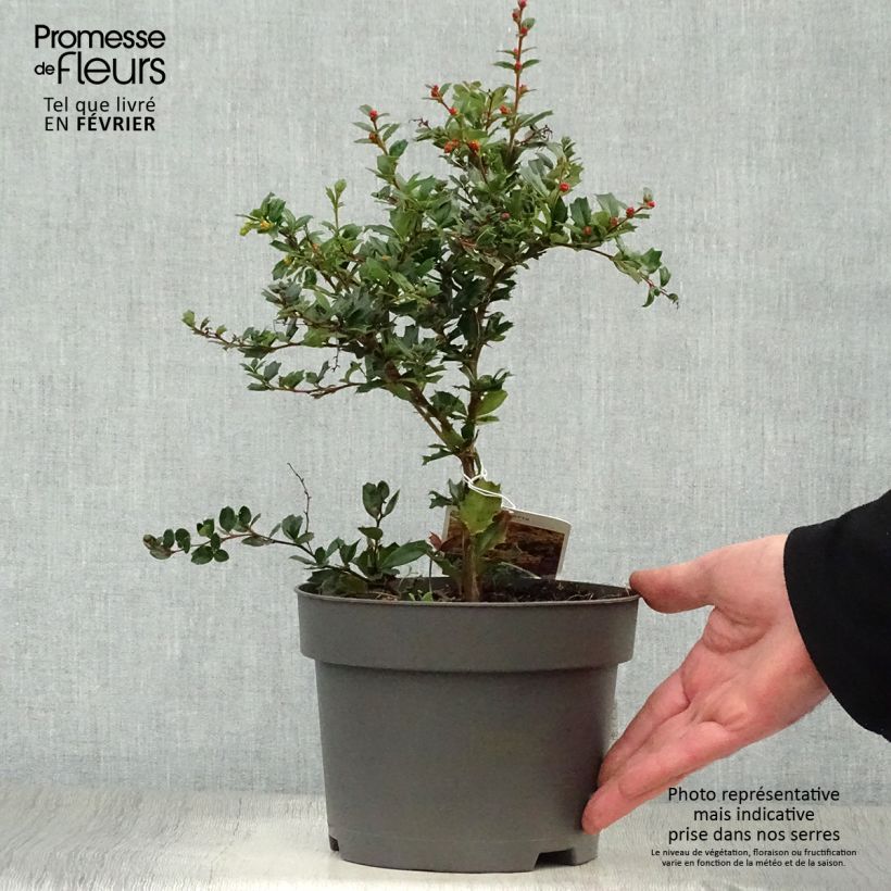 Berberis darwinii - Darwins barberry 2L/3L pot sample as delivered in winter