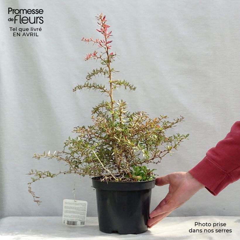 Berberis x frikartii Amstelveen - Barberry 2L/3L pot sample as delivered in spring