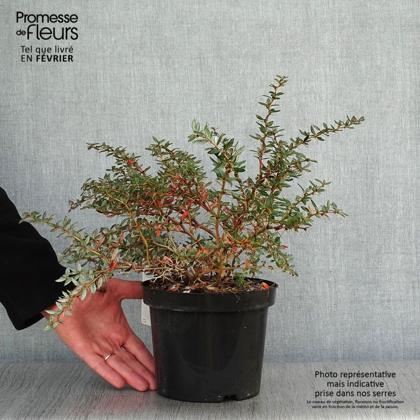 Berberis x frikartii Amstelveen - Barberry 2L/3L pot sample as delivered in winter