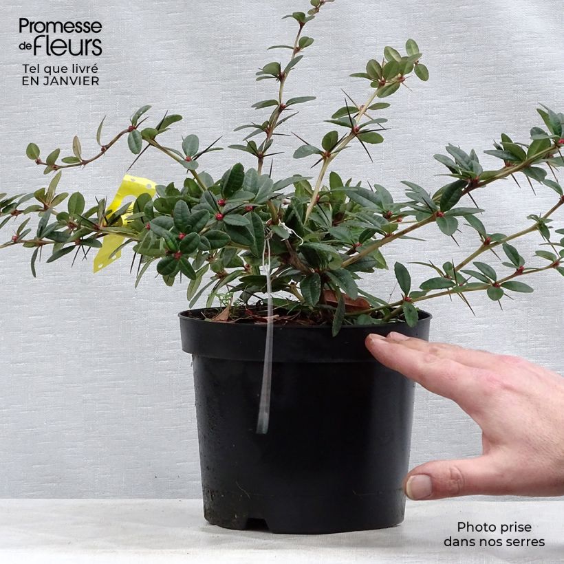 Berberis julianae - Saint Julians Barberry 2L/3L pot sample as delivered in winter
