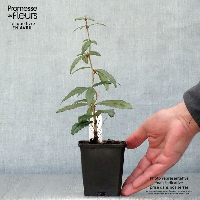 Berberis julianae - Saint Julians Barberry 8/9 cm pot sample as delivered in spring