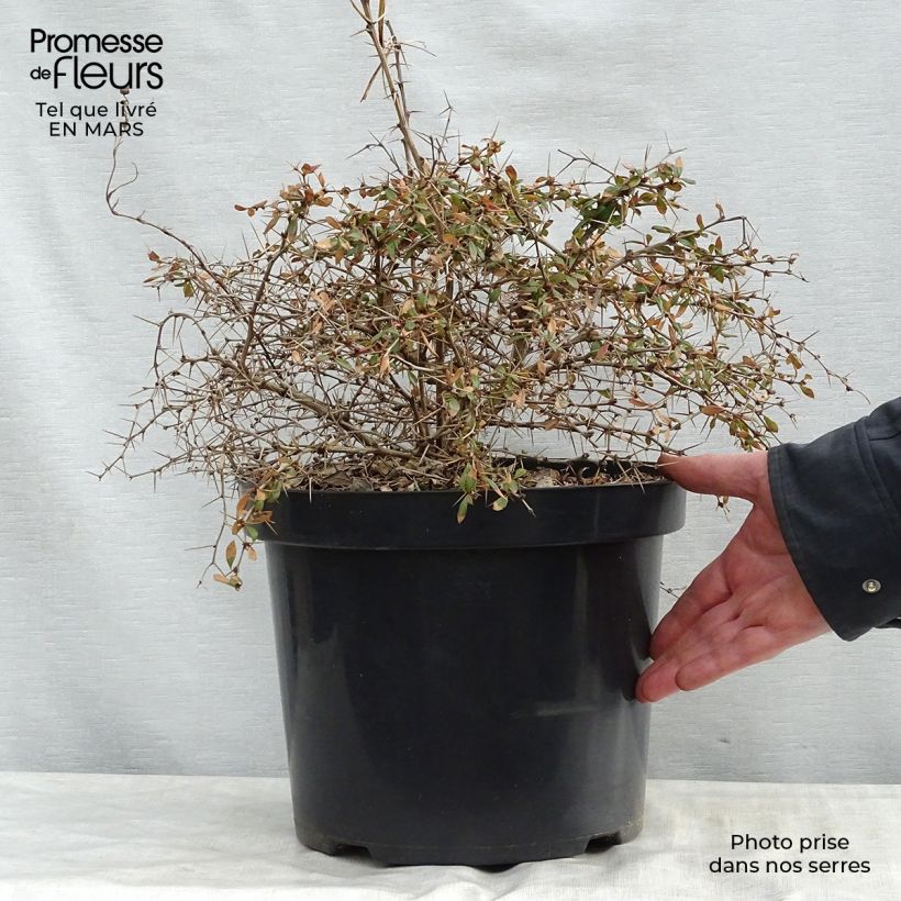Berberis x media Dual Jewel - Barberry 7.5L/10L pot sample as delivered in spring