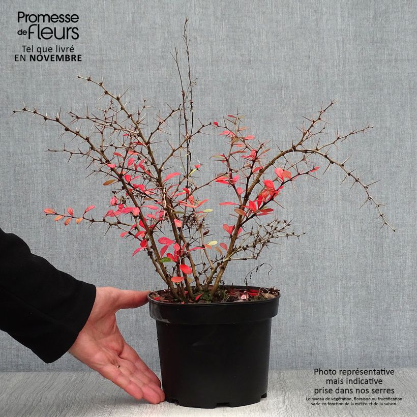 Berberis chenaultii Parkjuweel - Barberry 2L/3L pot sample as delivered in autumn