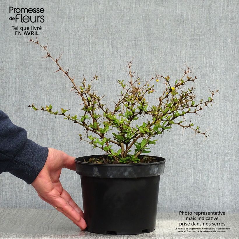 Berberis chenaultii Parkjuweel - Barberry 2L/3L pot sample as delivered in spring