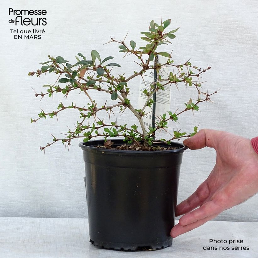 Berberis chenaultii Parkjuweel - Barberry 2L/3L pot sample as delivered in winter