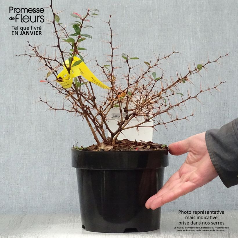 Berberis x media Red Jewel - Barberry 3L/4L pot sample as delivered in winter